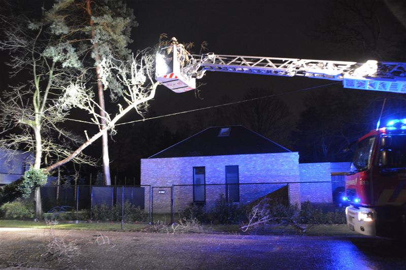 Ook bomen op elektriciteitskabels