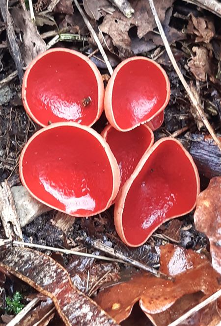 Ook in het voorjaar staan er paddenstoelen