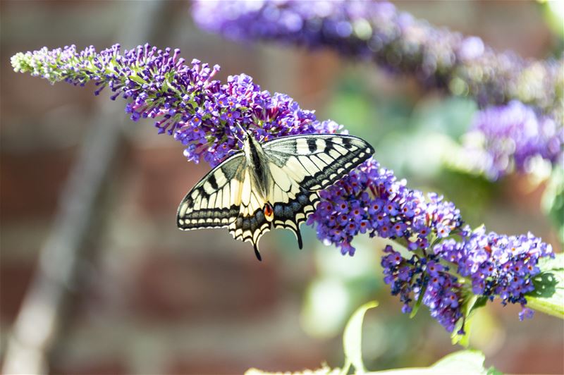 Ook speciale vlindersoorten laten zich zien