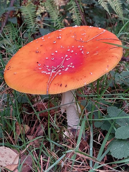 Op 11 november kun je ook paddenstoelen spotten