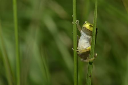 Op naar de Spelen in Tokio