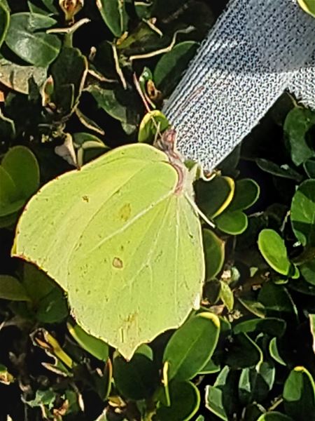 Op nieuwjaarsdag ... de eerste vlinder