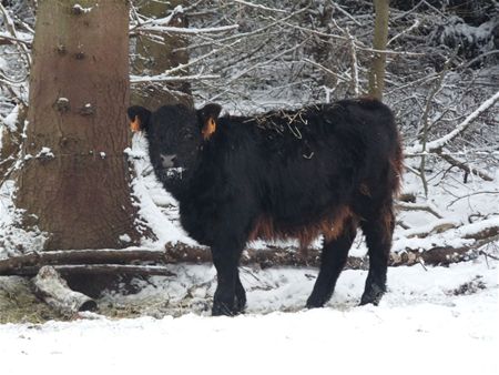 Op winterwandeling door Boekt