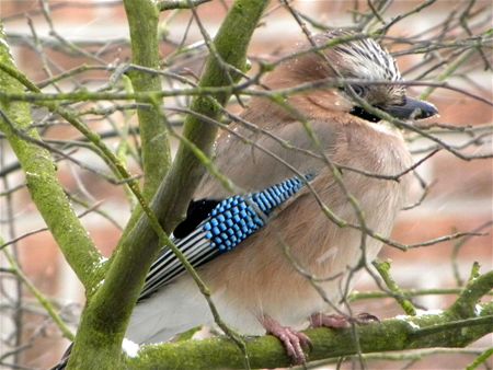 Op zoek naar voedsel (11)