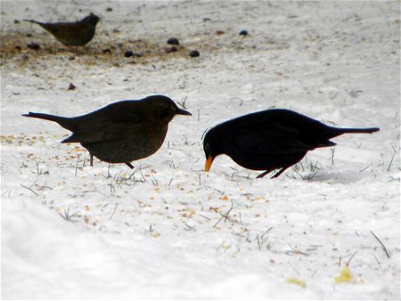 Op zoek naar voedsel (6)