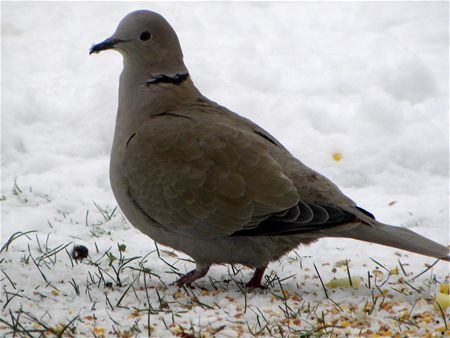 Op zoek naar voedsel (7)