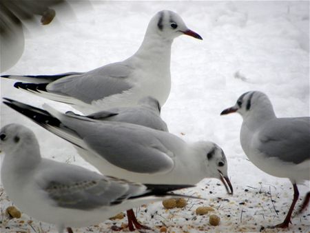 Op zoek naar voedsel (slot)