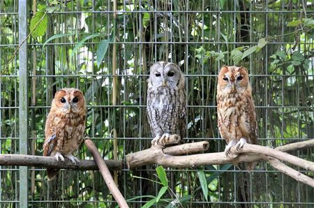 Opendeur in Vogel- en Zoogdierenopvangcentrum