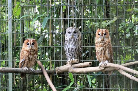 Opendeur in Vogel- en Zoogdierenopvangcentrum