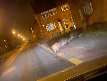 Opgelet voor everzwijnen op de weg