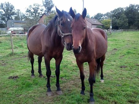 Opnamestop voor paarden in VZOC