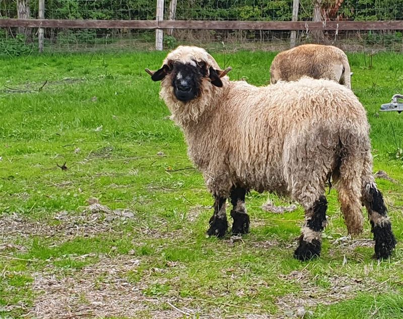 Opnieuw 22 verwaarloosde schapen in VZOC