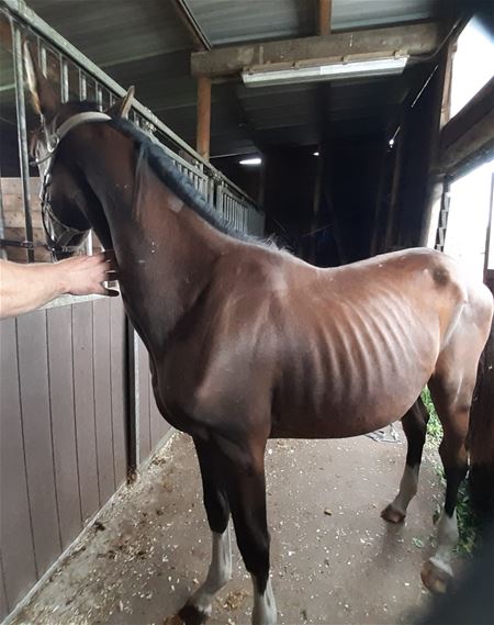 Opnieuw 4 uitgemergelde paarden opgevangen in VZOC