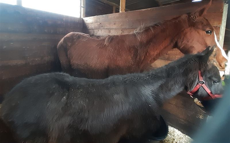 Opnieuw extreme paardenverwaarlozing