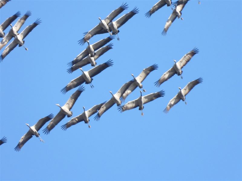 Opnieuw kraanvogels op bezoek