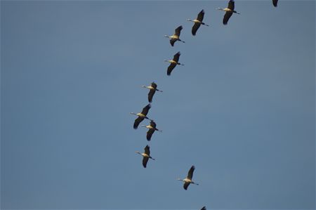 Opnieuw massale trek van kraanvogels