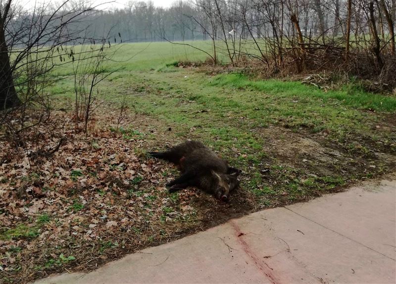 Opnieuw ongeval met everzwijn