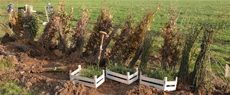 Orchis verkoopt inheemse bomen en struiken