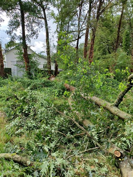 Oude eik waait om in Mommestraat
