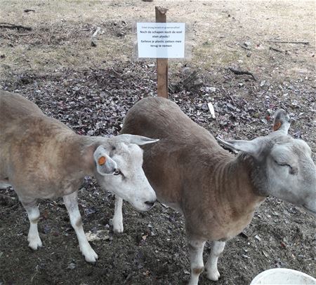 Over arme schapen en koppige ezels