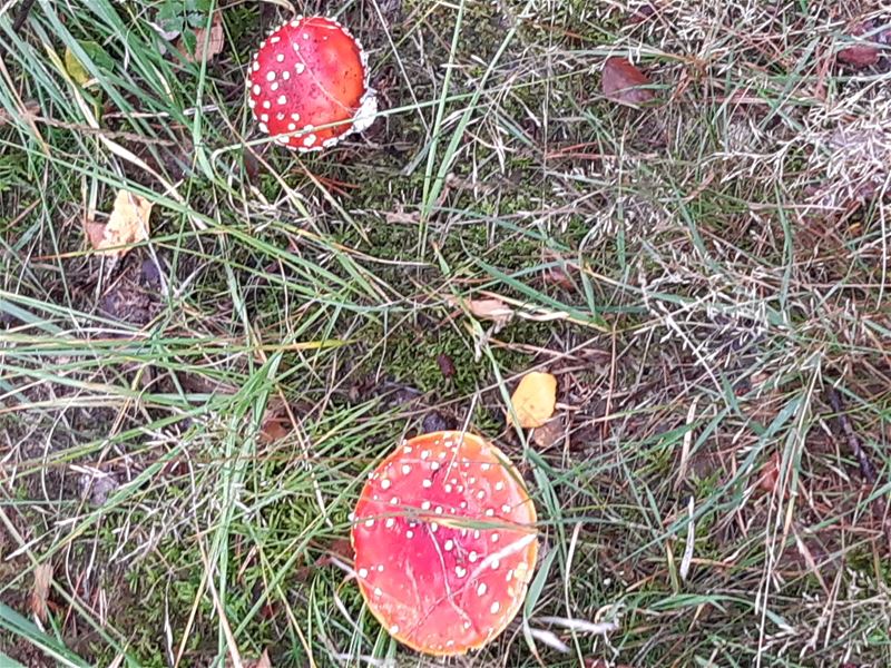 Overal paddenstoelen