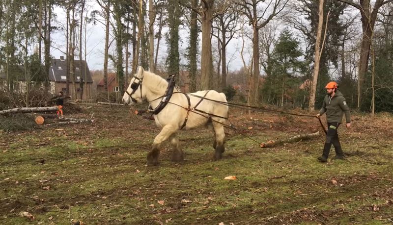 Paarden aan het werk in het Domherenpark