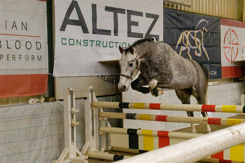 Paarden en pony's springen vlot zonder ruiter