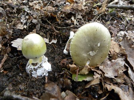 Paddenstoelen eten kan gevaarlijk zijn