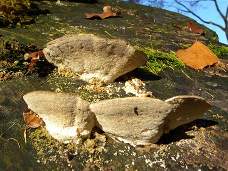 Paddenstoelen groot en klein (13)