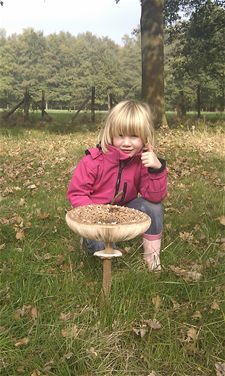 Paddenstoelen groot en klein