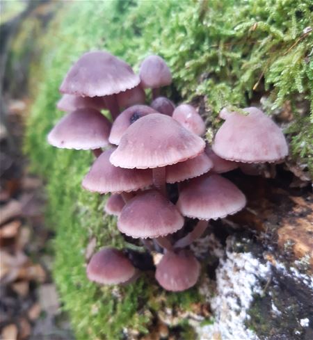 Paddenstoelen in de buurt van de Laambroeken