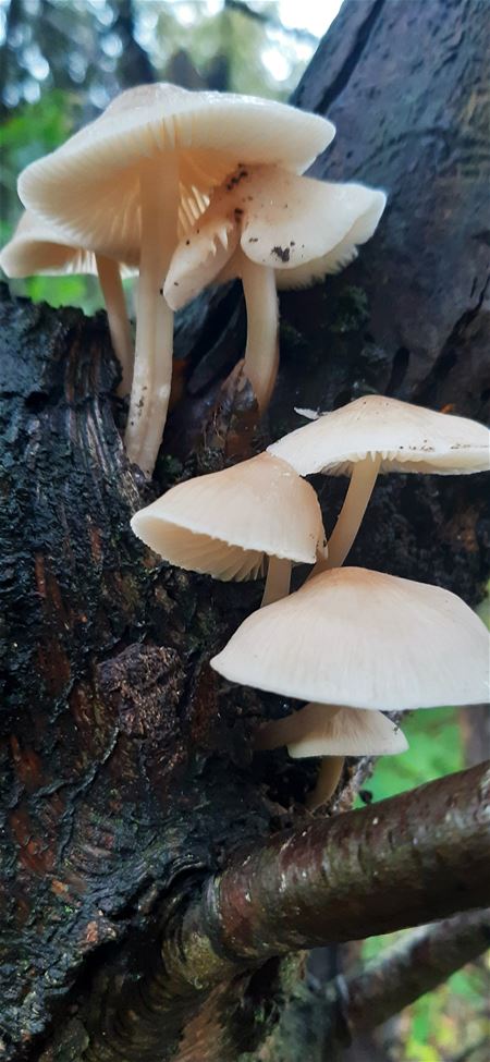Paddenstoelen langs de trage wegen