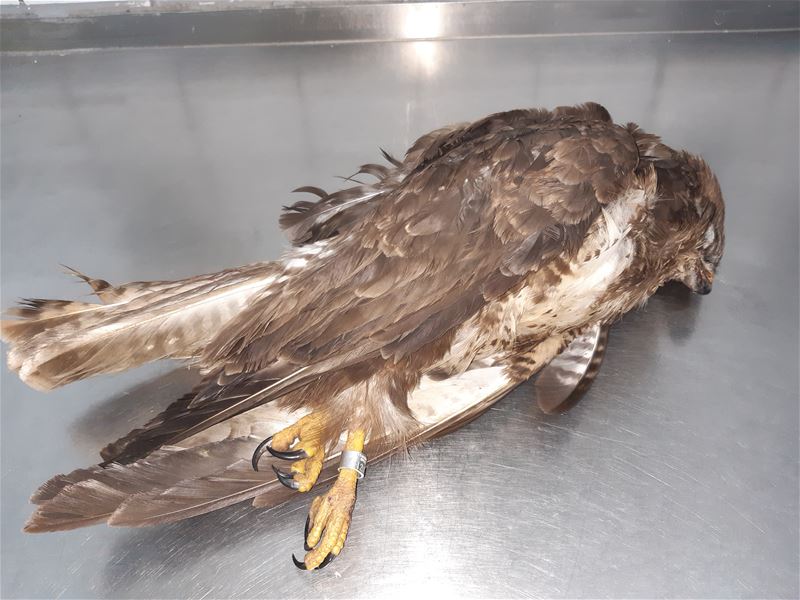 Pas herstelde buizerd neergeschoten in Obbeek