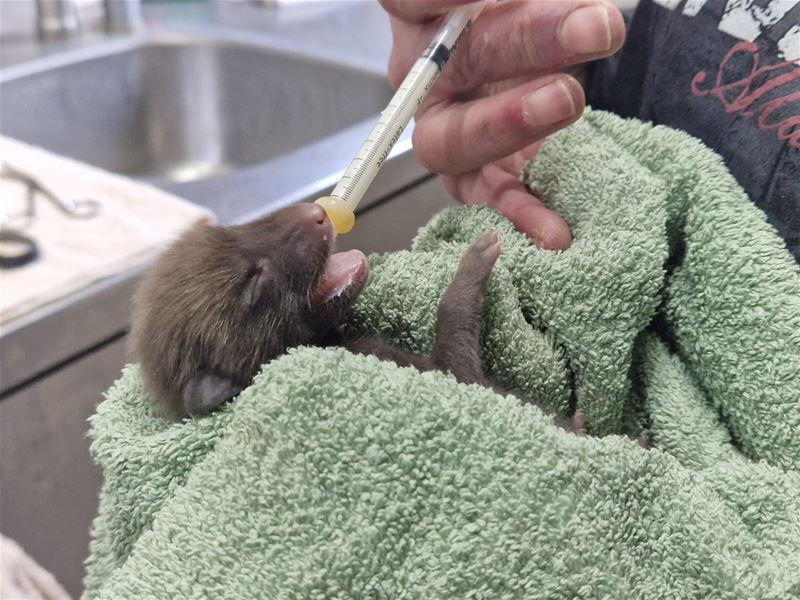 Piepkleine vosjes in opvangcentrum opgevangen