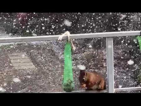 Pluimstaart in de sneeuw