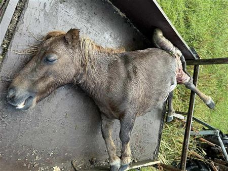 Pony doodgebeten in grensgebied Koersel-Berkenbos