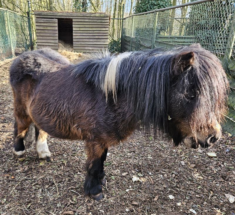 Pony liep op de Onze-Lieve-Vrouwstraat