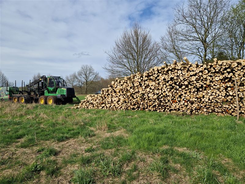Populieren geoogst voor productie van OSB-platen