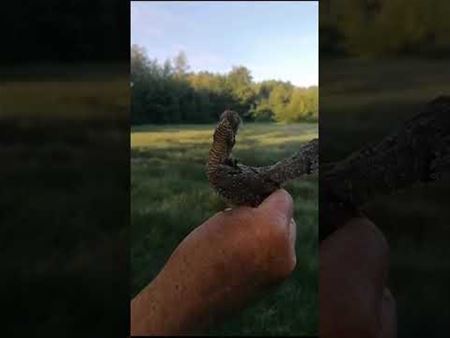 Probeer de draaihals niet te imiteren