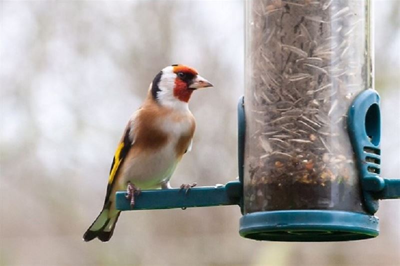 Putter is de vogel van het jaar 2023