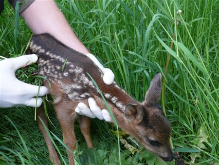 Raak bambi's nooit aan