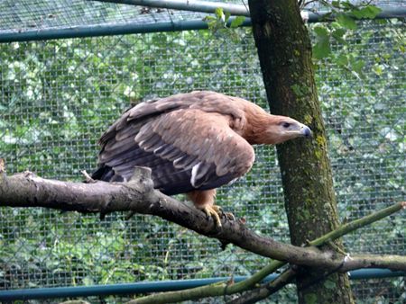 Roofvogelkooien blikvanger op opendeur