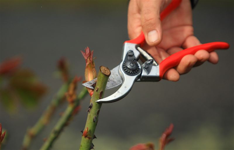 Rozenkring leert je rozen snoeien