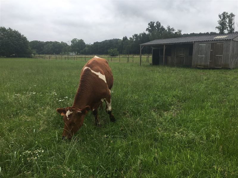 Rund redde zichzelf van de slacht