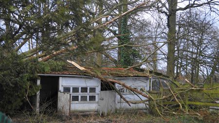 Schade door ontwortelde boom  in Snelwegstraat