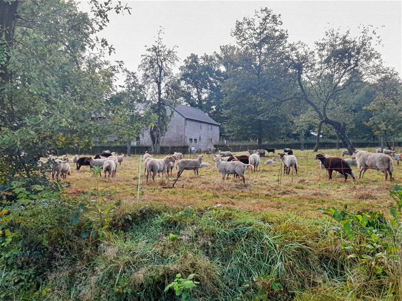 Schapen grazen in Domherenpark