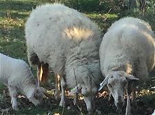 Schapen verdwenen uit weide