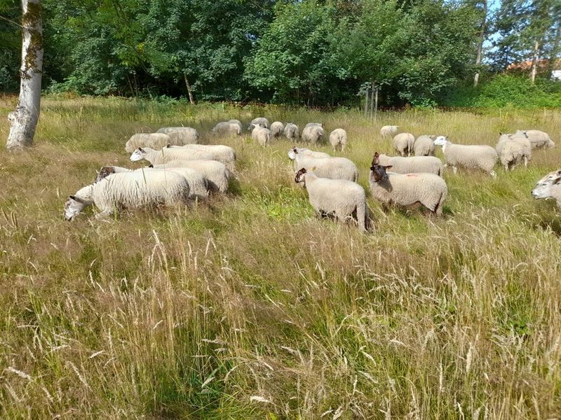 Schapen worden ingezet voor natuurbeheer