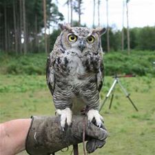 Schilderswijk toont roofvogels