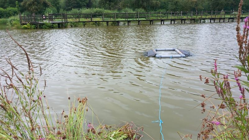 Schildpadden gedumpt in vijver van Bovy